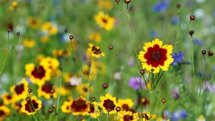 Oklahoma Native Plants List: 14 Stunning Garden Flowers