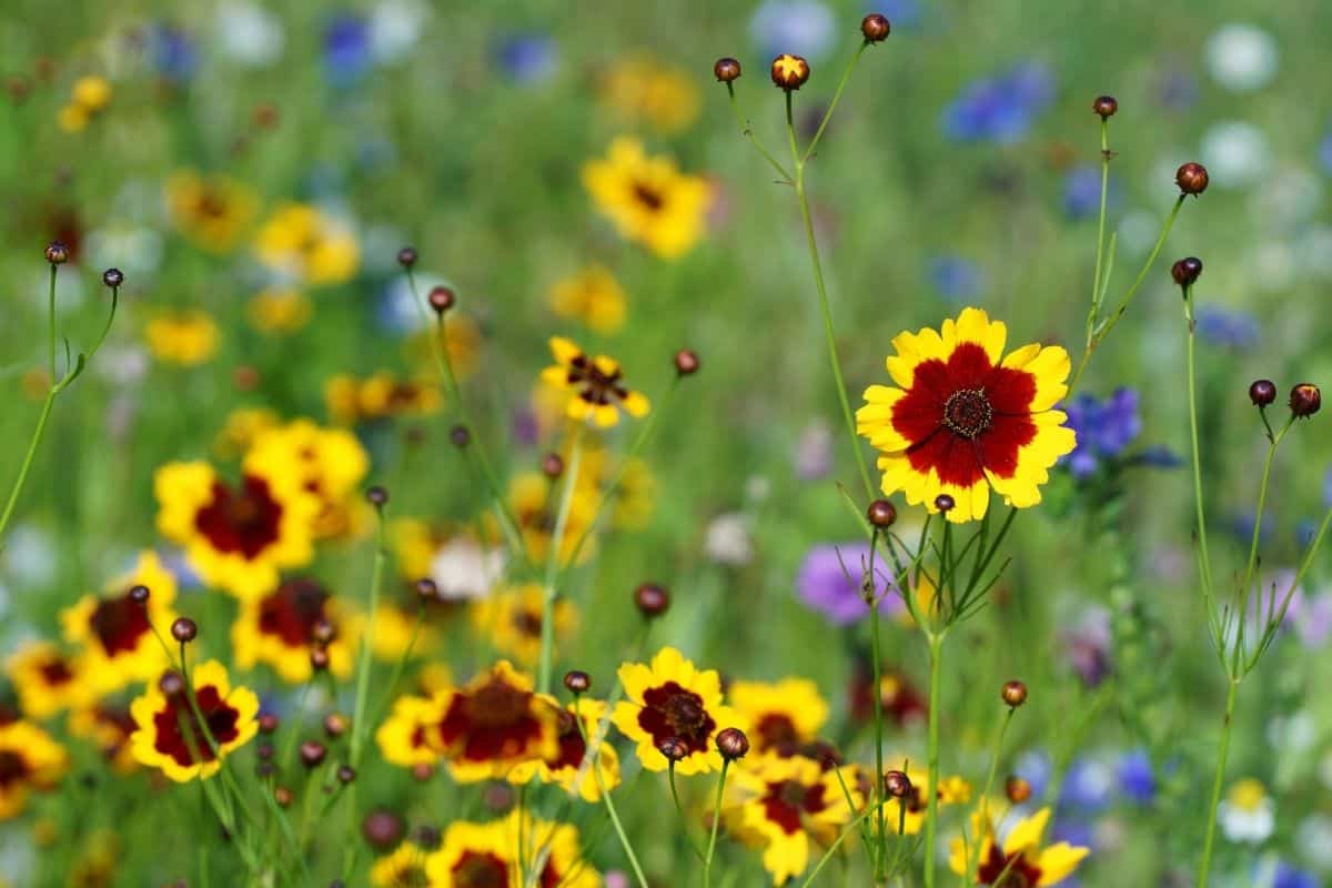 common tickseed flowers