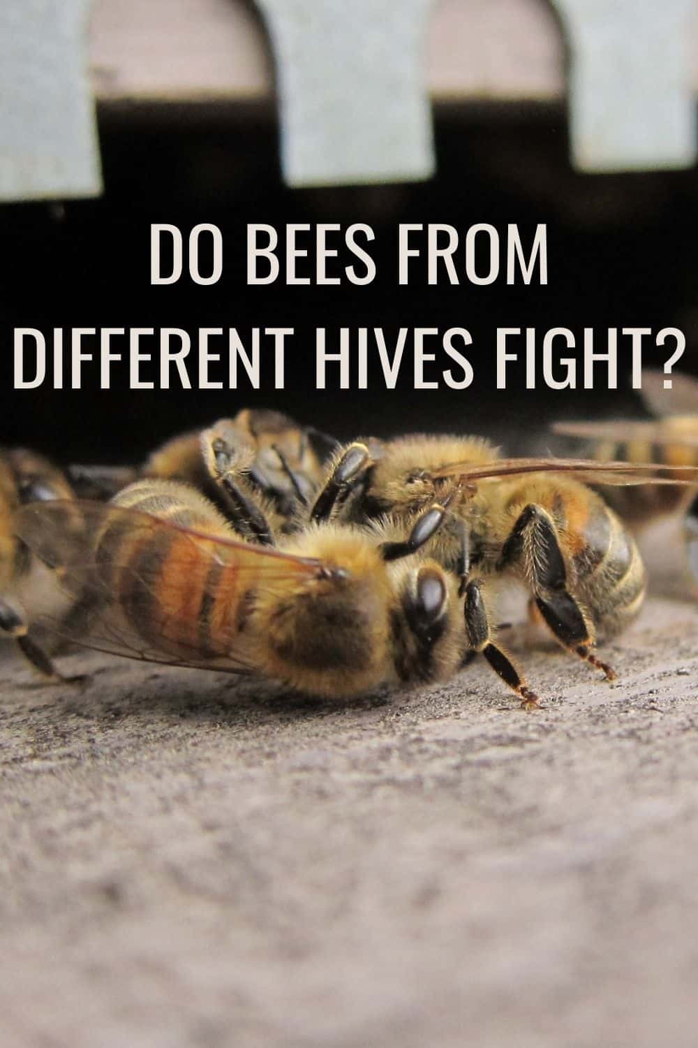 Do bees from different hives fight