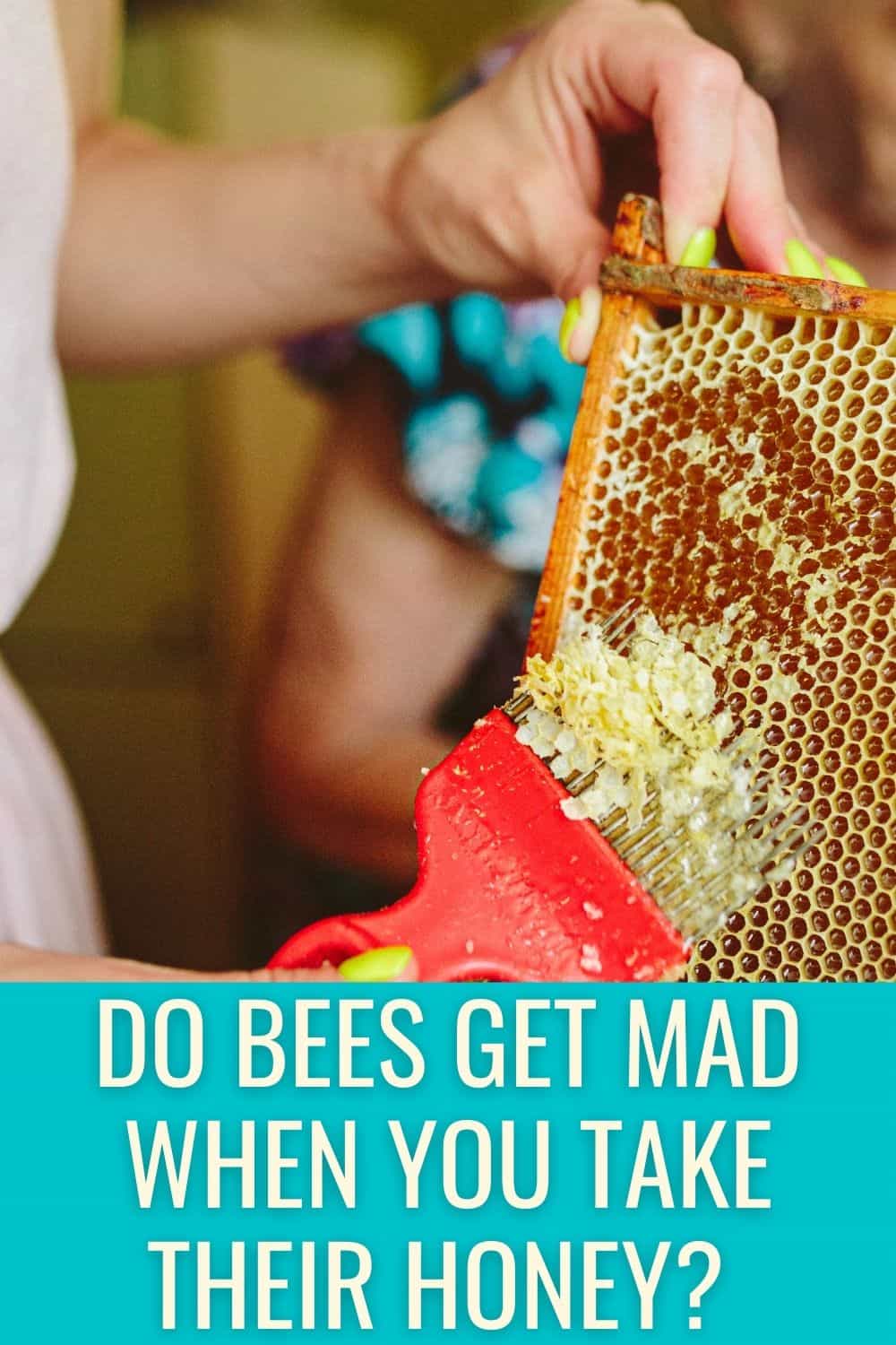 Do bees get mad when you take their honey