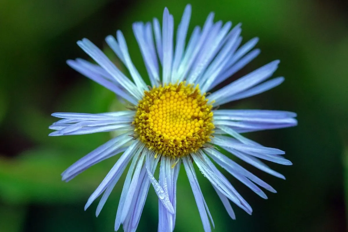 Eastern showy aster