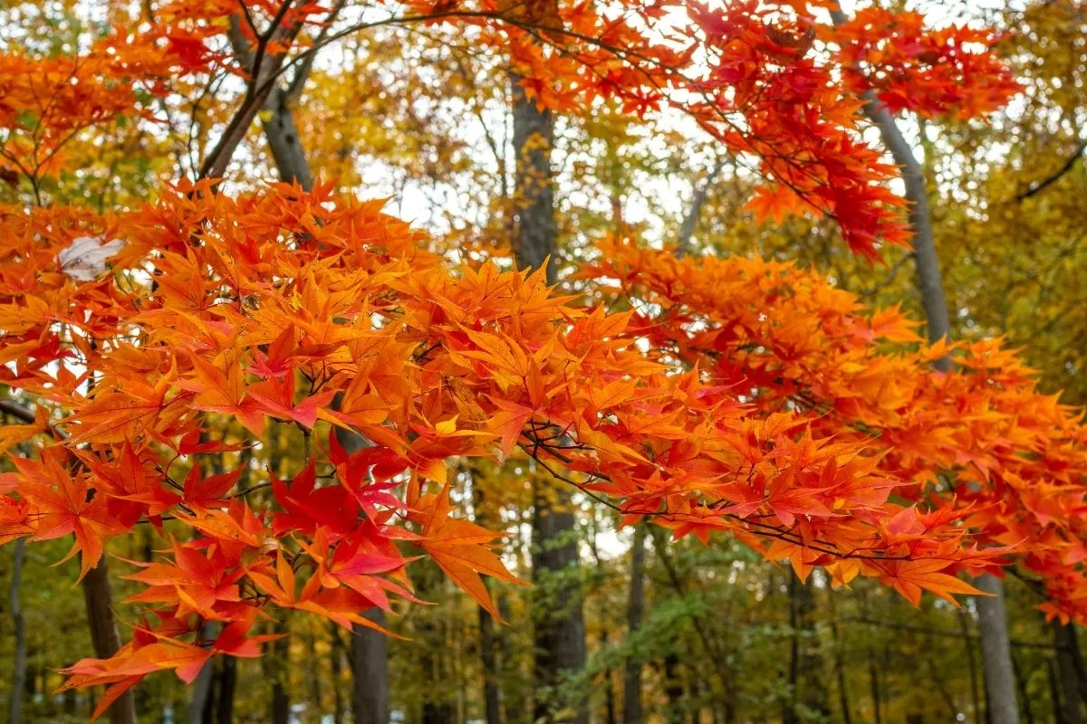 bright orange maple tree leaves in the fall