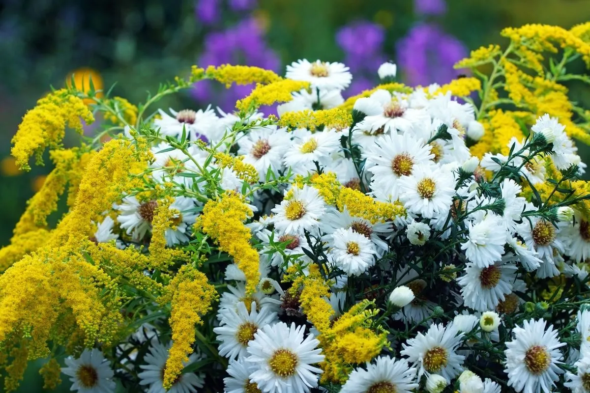 false aster flowers