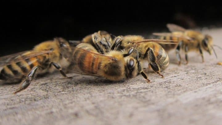 Do Bees From Different Hives Fight?