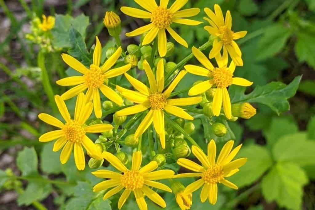 North Carolina Native Plants List 19