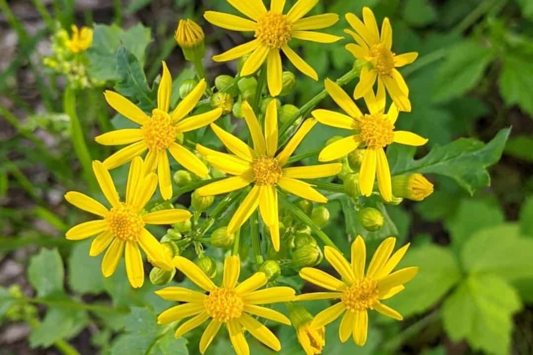 north-carolina-native-plants-list-19-beautiful-bird-friendly-plants