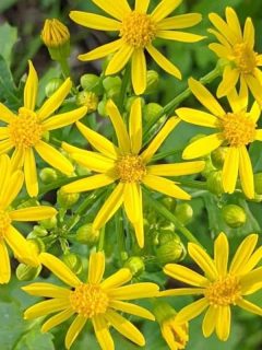 golden ragwort flowers
