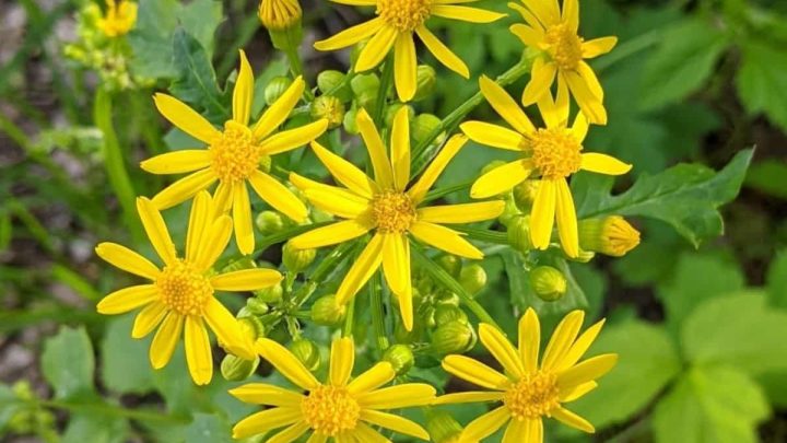 North Carolina Native Plants List: 19 Beautiful Bird-Friendly Plants For Your Landscape