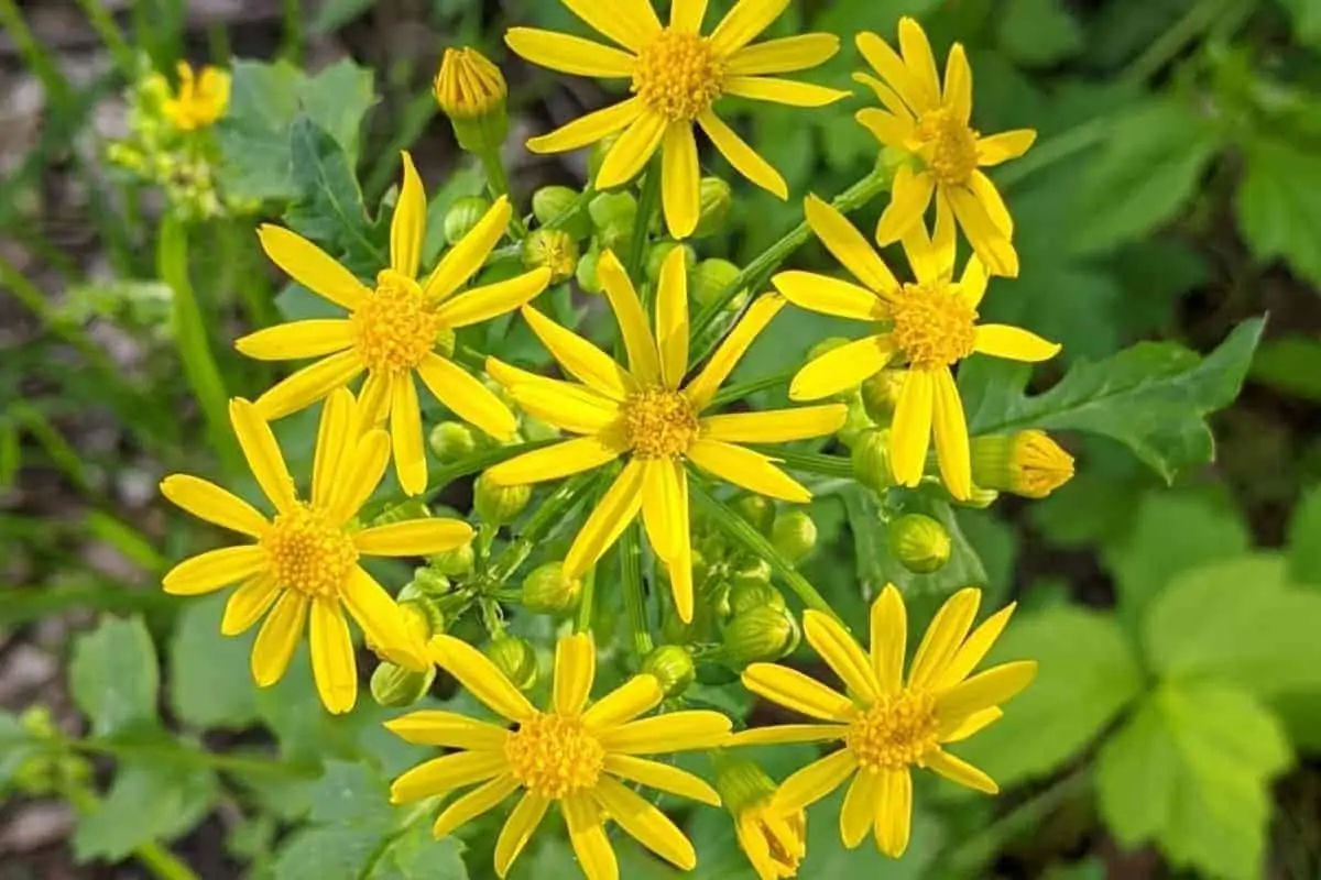 golden ragwort flowers