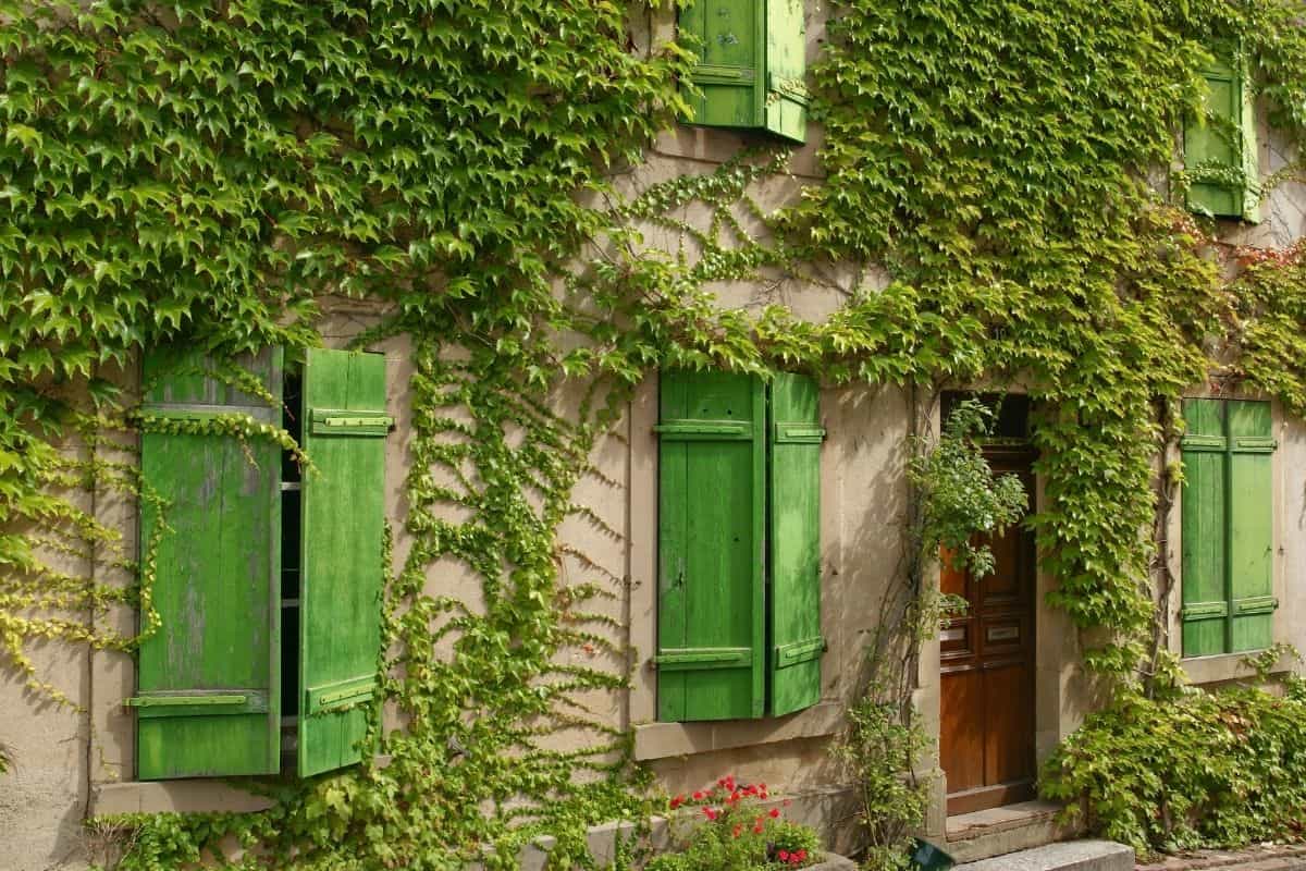 house covered in English ivy