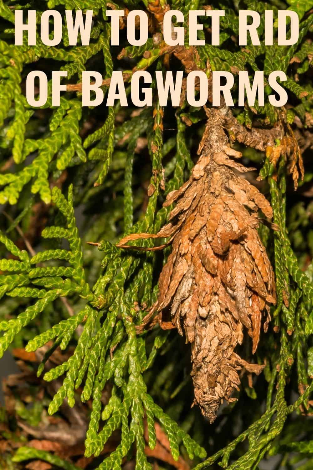 How to get rid of bagworms