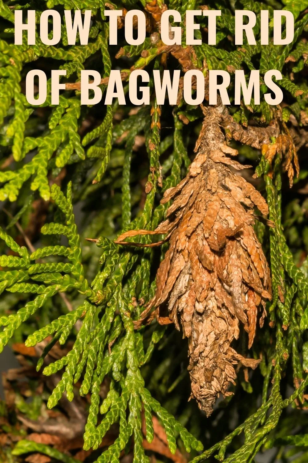 How to get rid of bagworms