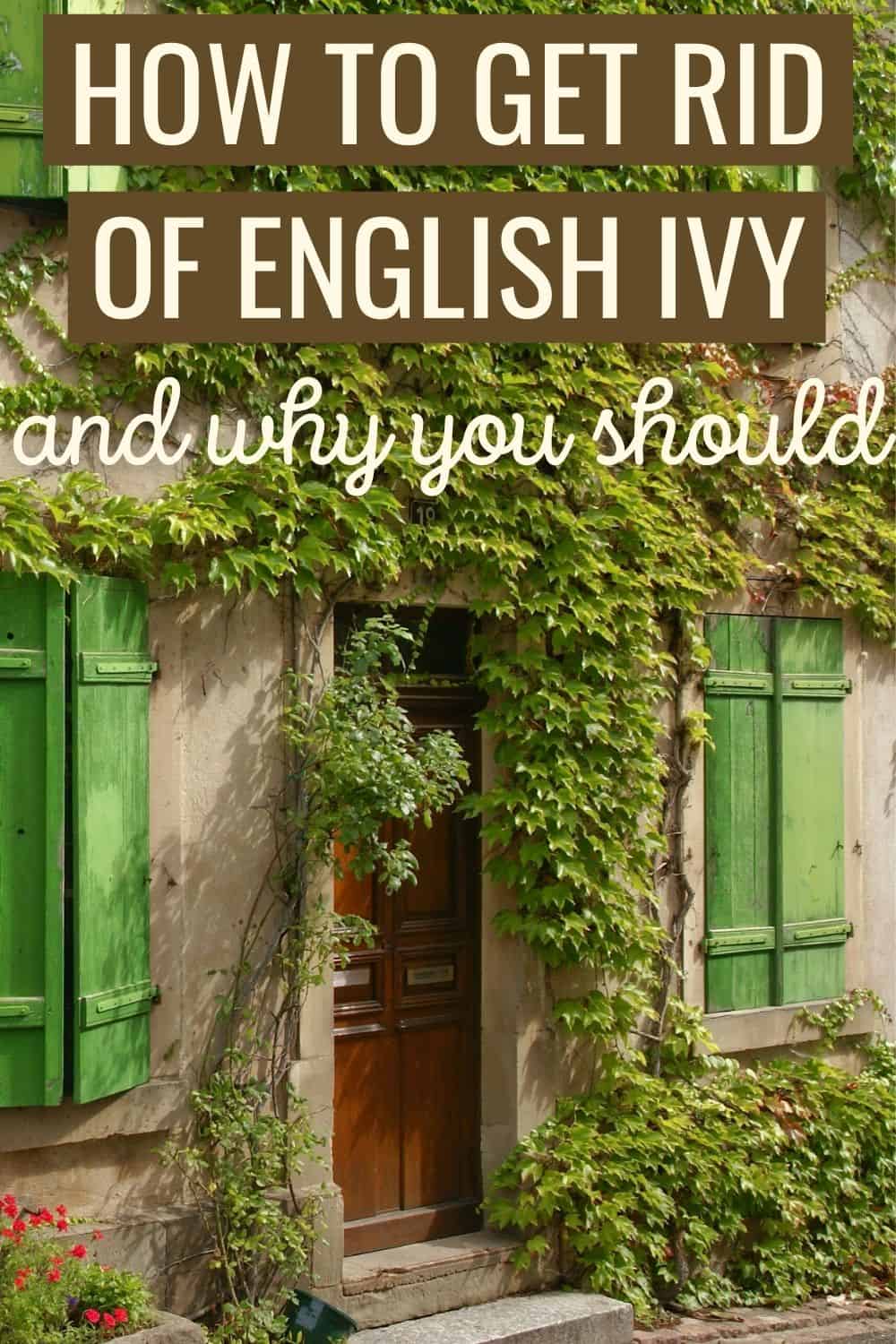 how to get rid of english ivy and why you should