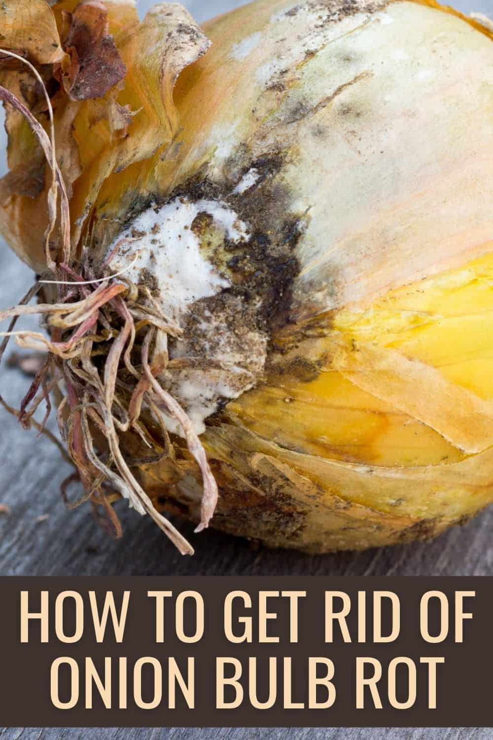 How to get rid of onion bulb rot