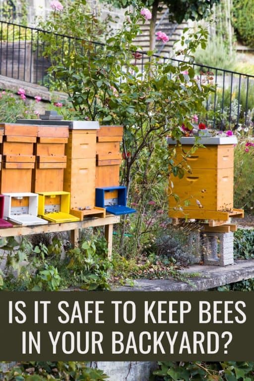 Is It Safe To Keep Bees In Your Backyard?