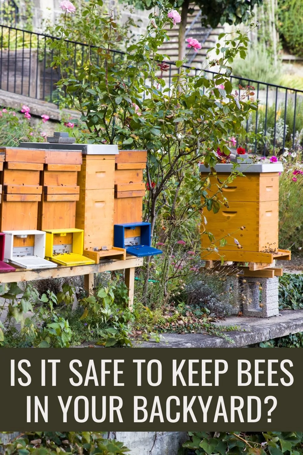 Is it safe to keep bees in your backyard?