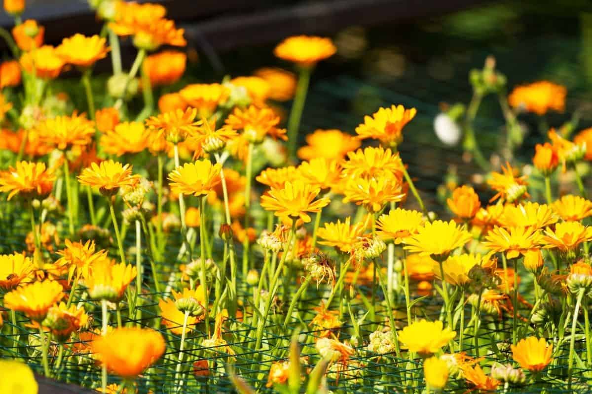 maryland golden aster