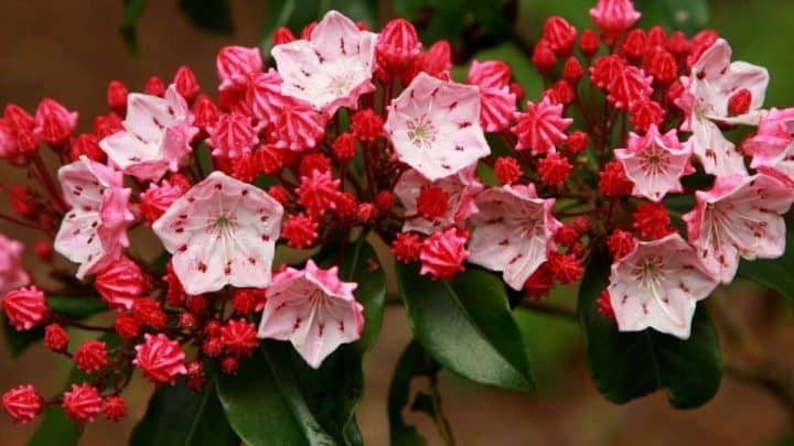Pennsylvania Native Plants List: 17 Amazing Flowers for Your Garden