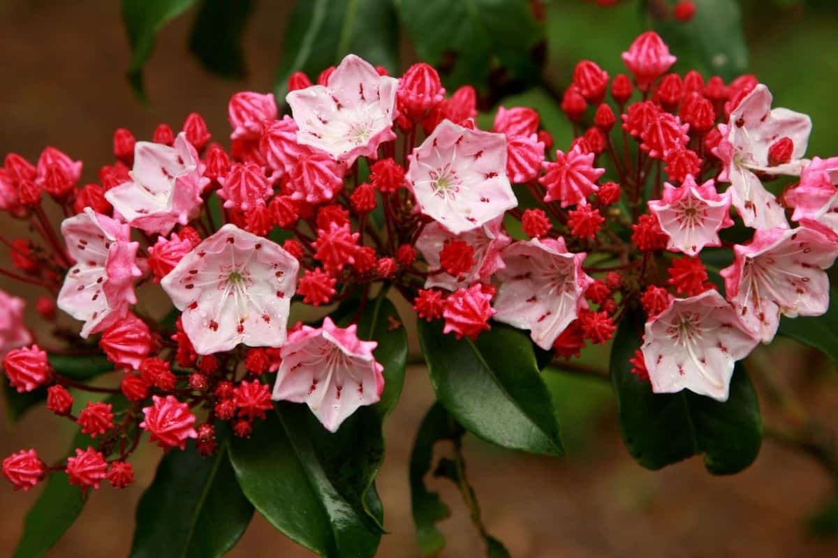 mountain laurel flowers