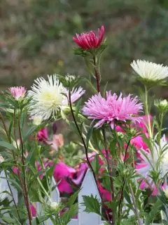 multicolored aster flowers