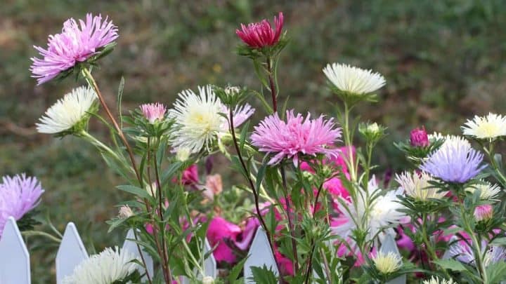 South Carolina Native Plants List: 15 Stunning Landscape Perennials
