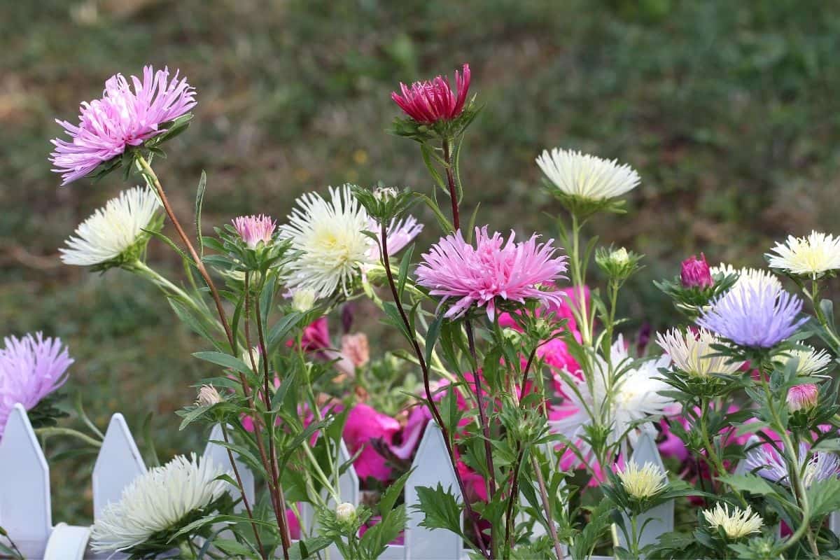 multicolored aster flowers