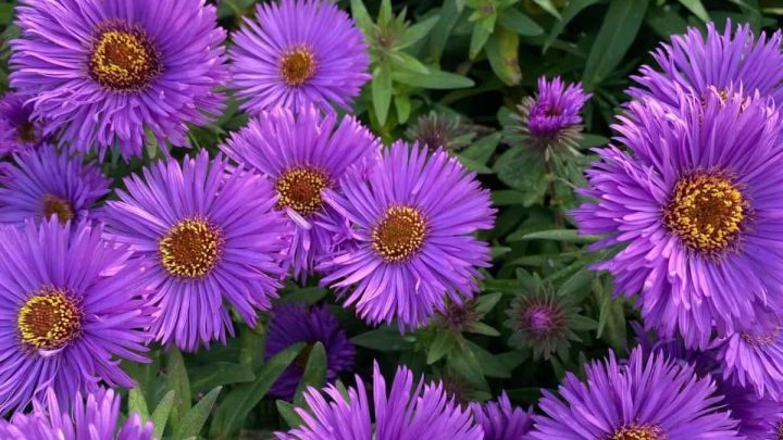 North Dakota Native Plants List: 12 Amazing Garden Plants