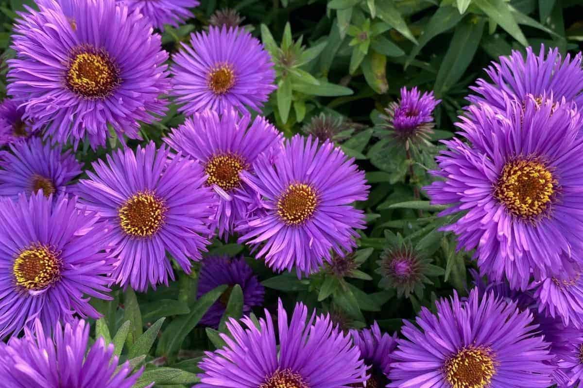 New England asters