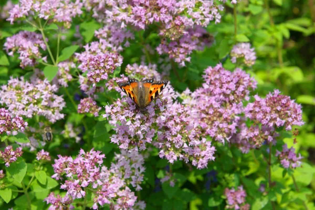 pretty butterfly on oregano flowers