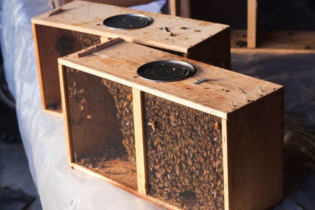 How Cold Is Too Cold To Install Bees?