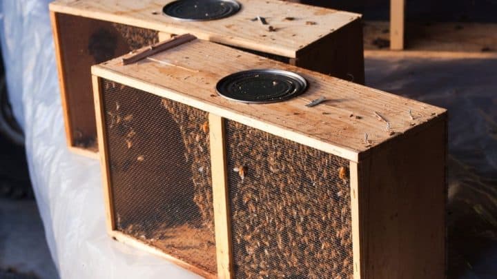 How Cold Is Too Cold To Install Bees?