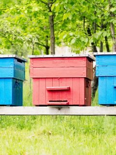 painted beehives