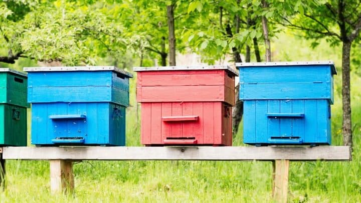 How Do You Waterproof A Beehive? A Quick Guide To Extending Your Hives’ Life