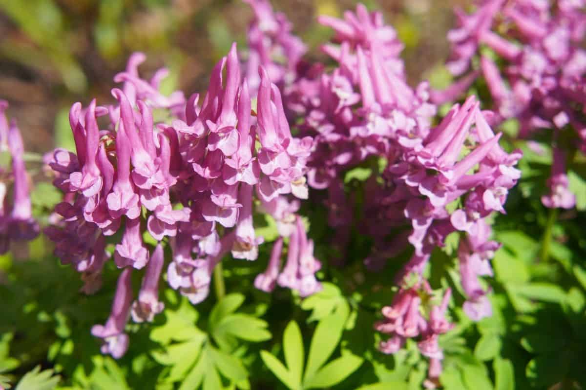 pink corydalis