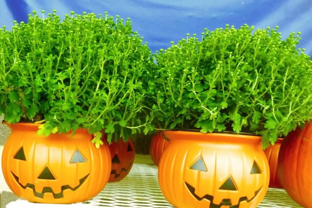 pumpkin face planters