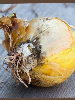 rotting onion bulb