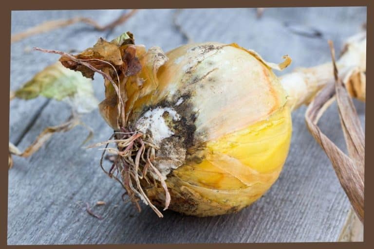 rotting onion bulb