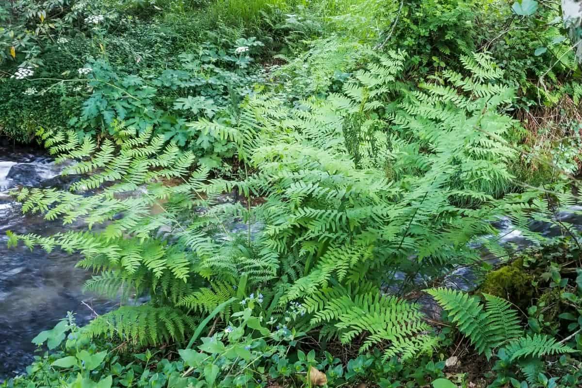 royal fern