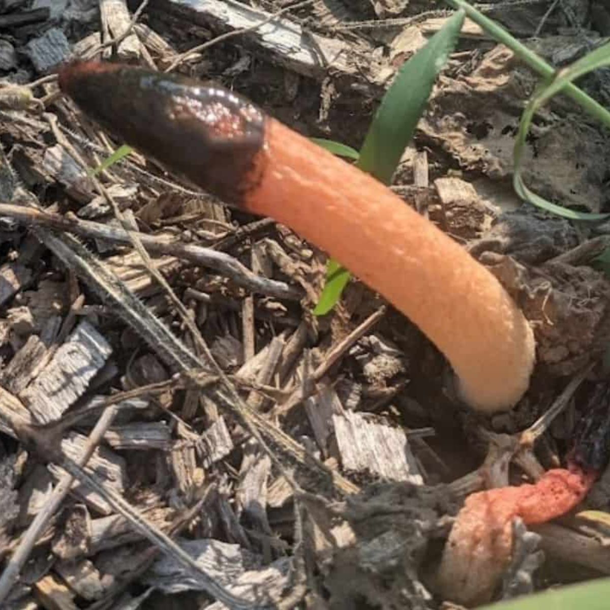 stinkhorn mushroom.