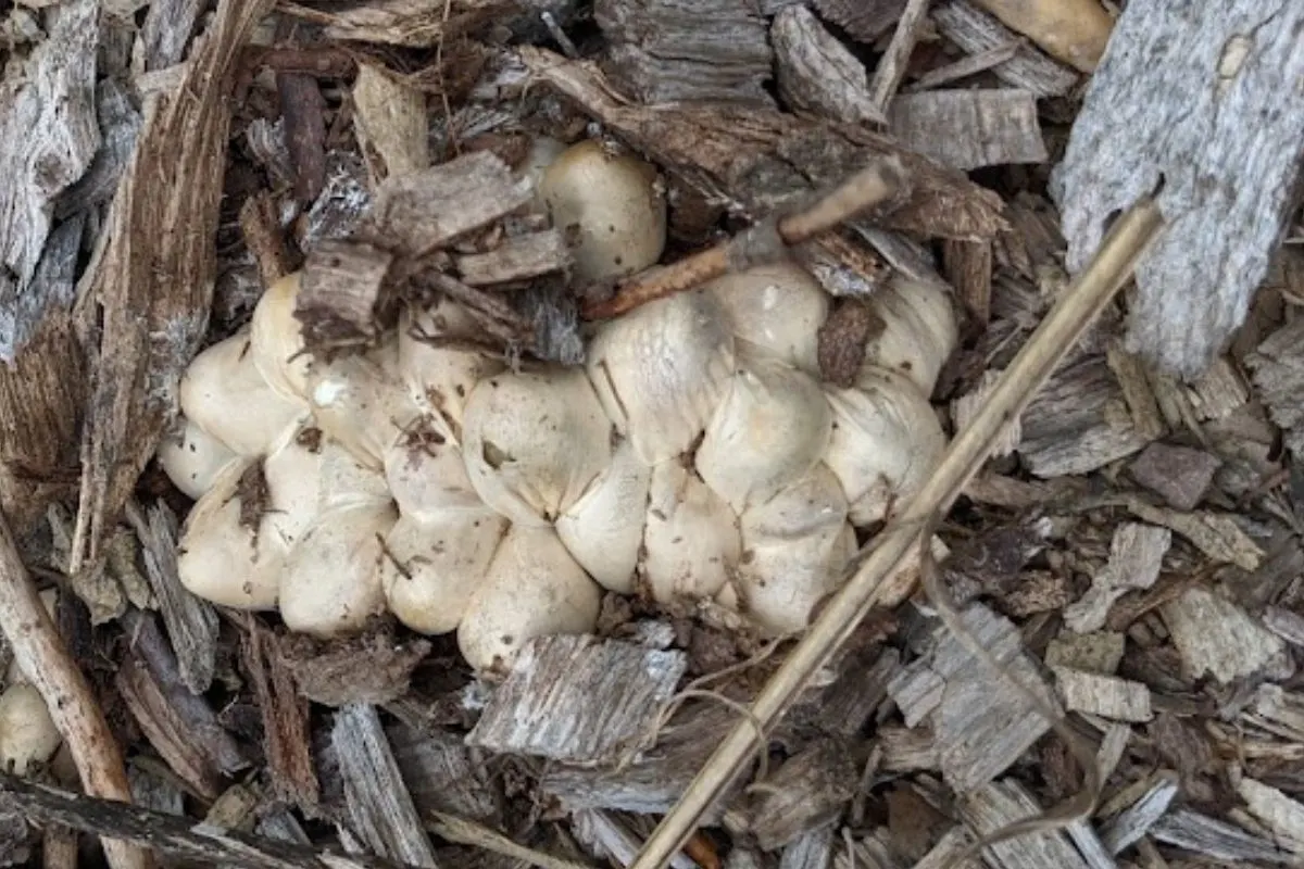 a bunch of stinkhorn mushroom eggs in our wood mulch