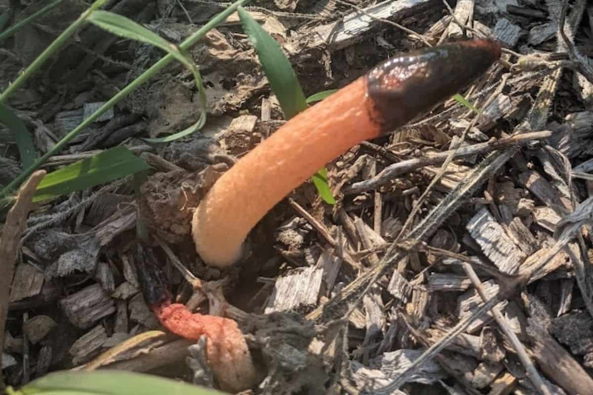 stinkhorn mushroom 