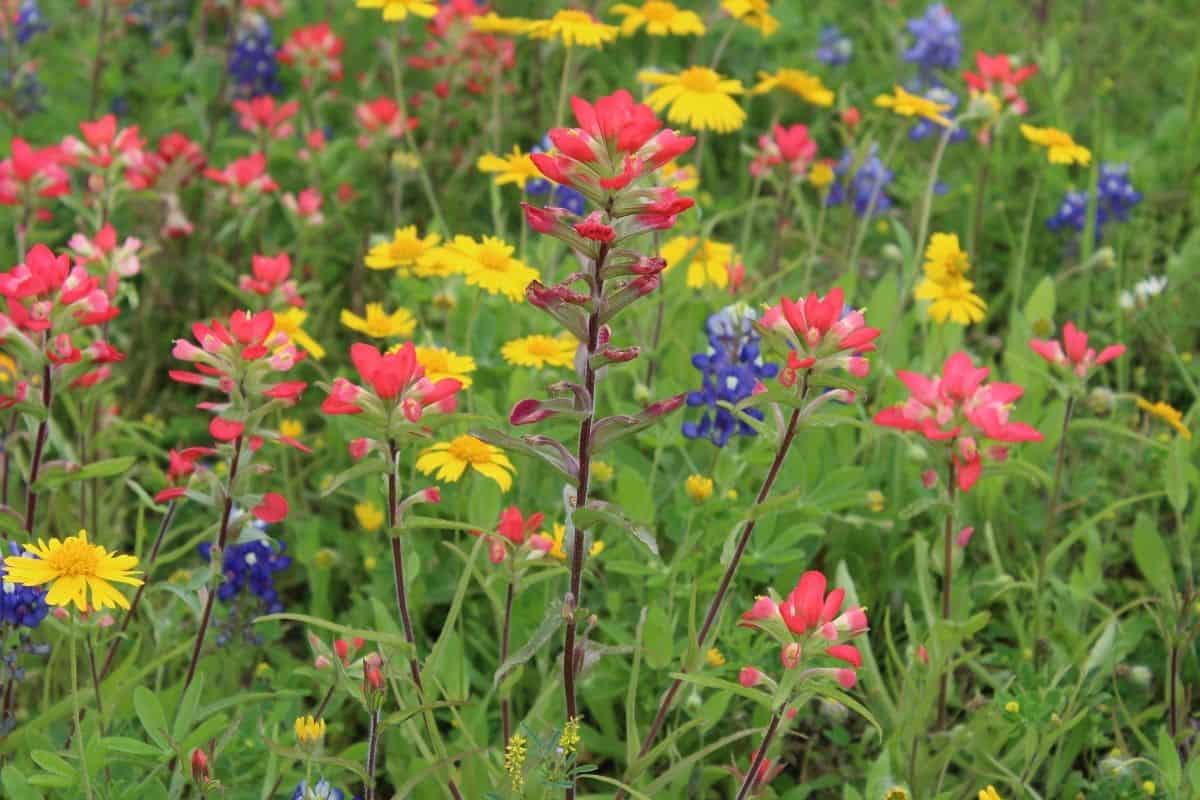 Texas flowers in a field