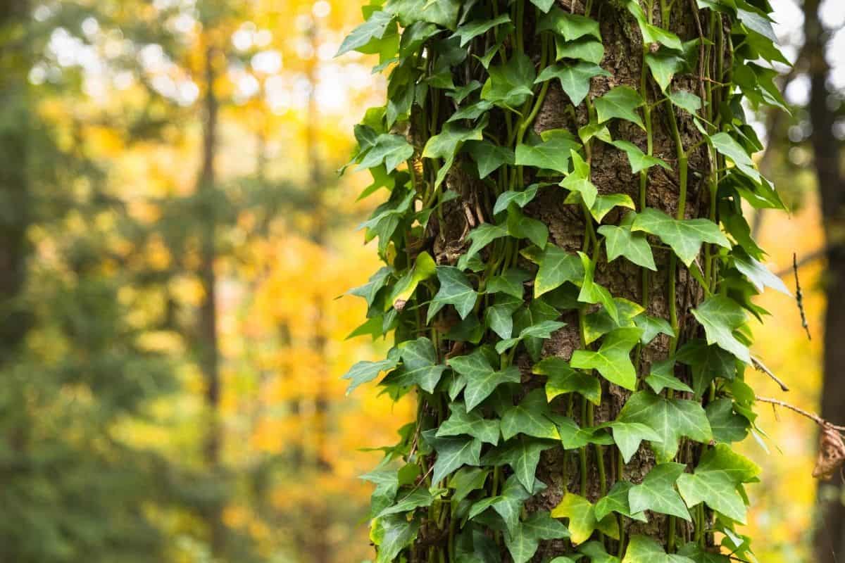 tree covered by english ivy