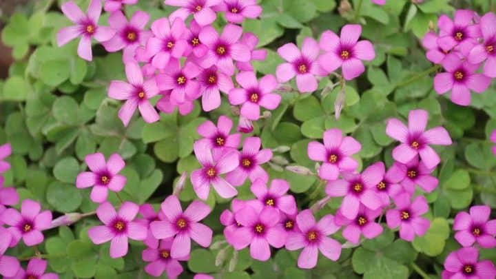 Rhode Island Native Plants List: 16 Beautiful Blooms For Your Garden