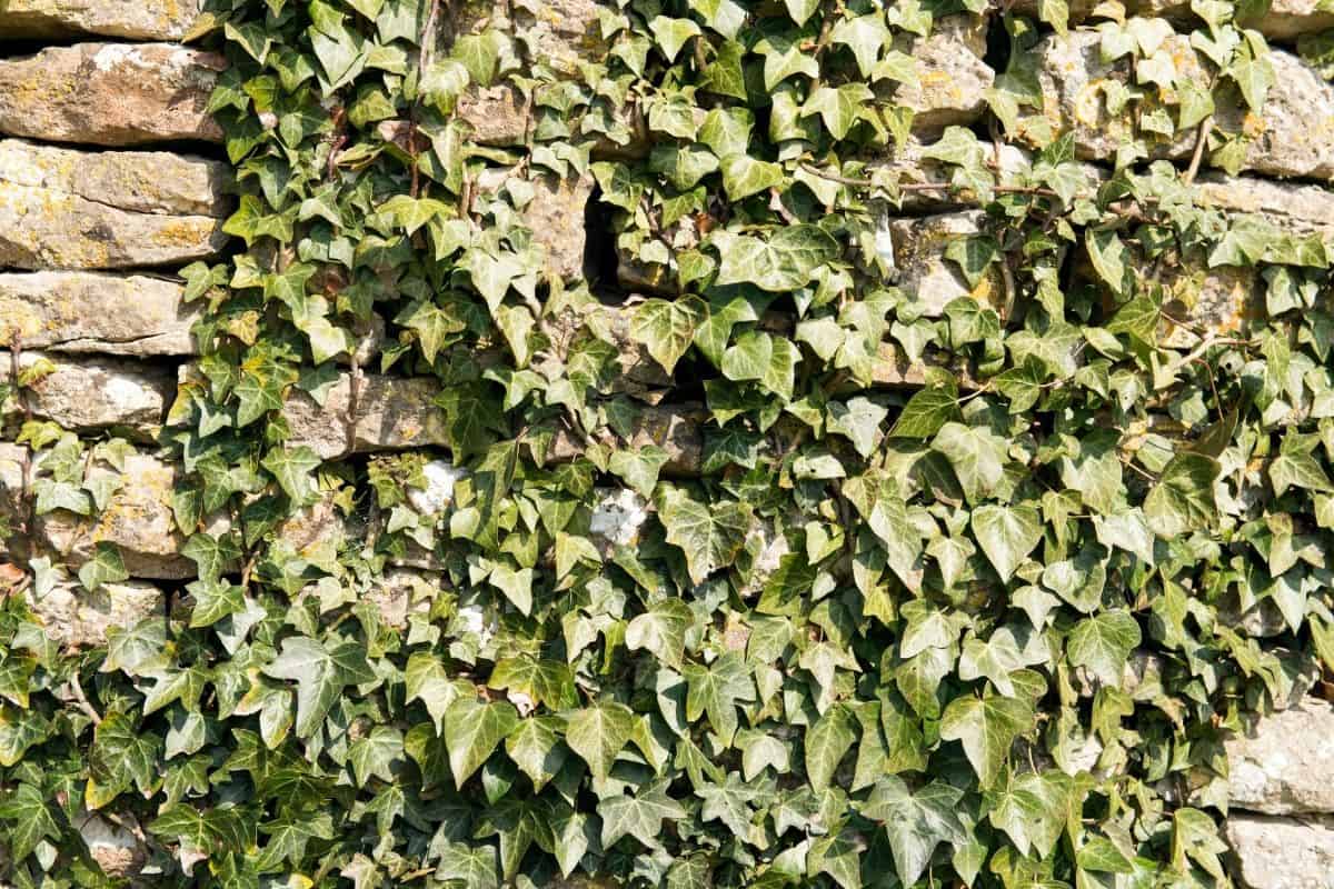 Wall covered by English ivy