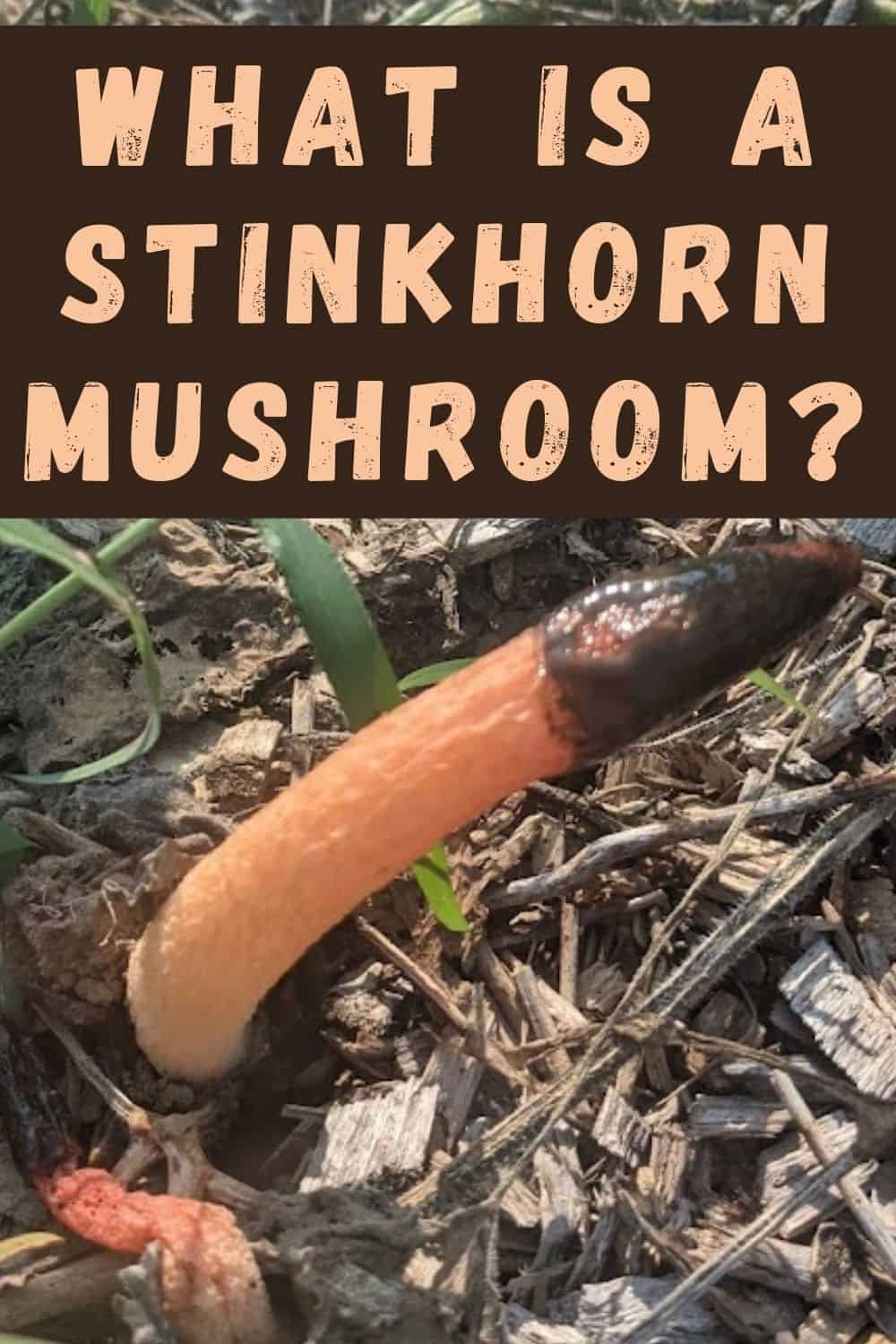 What is a stinkhorn mushroom