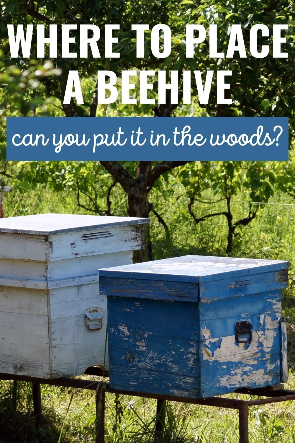 Where to place a beehive - can you put it in the woods? 