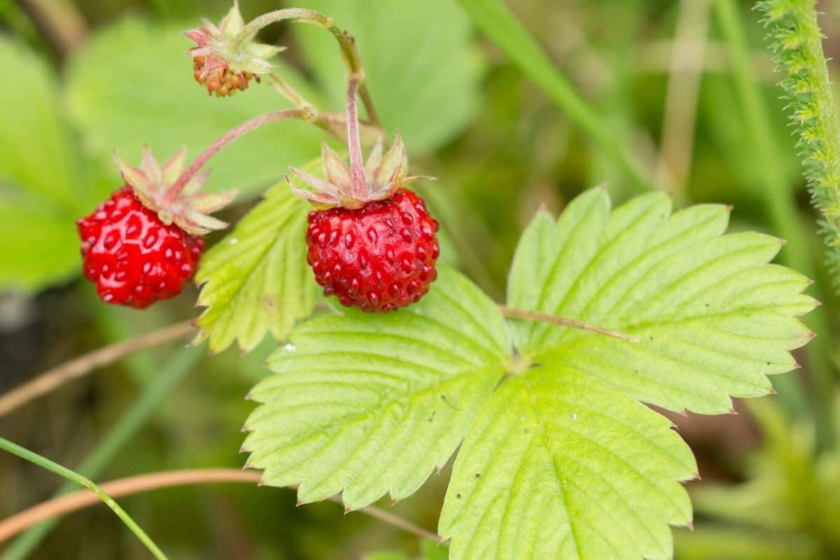 wild strawberries