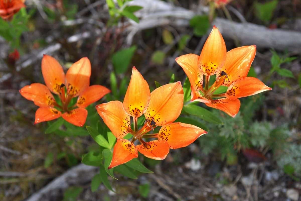 Wood lily flowers