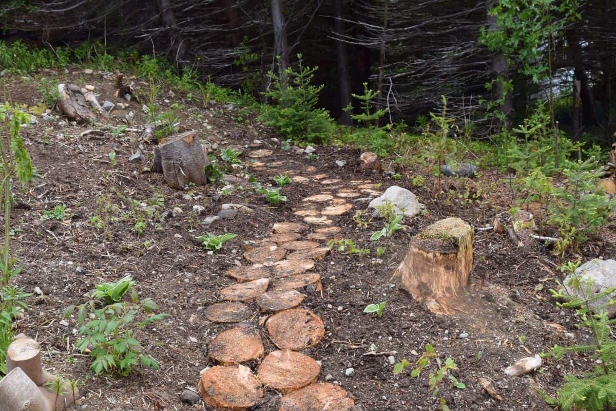 woodland garden path